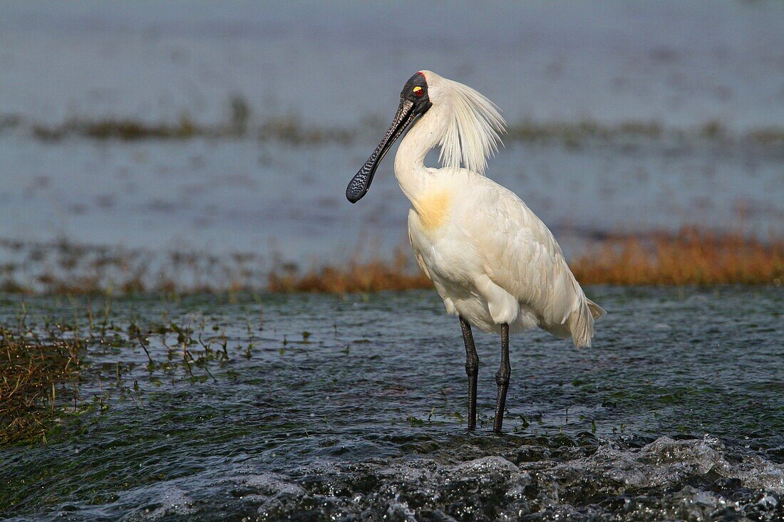 Royal Spoonbill (Platalea regia), Fogg Dam Conservation Reserve, Australia