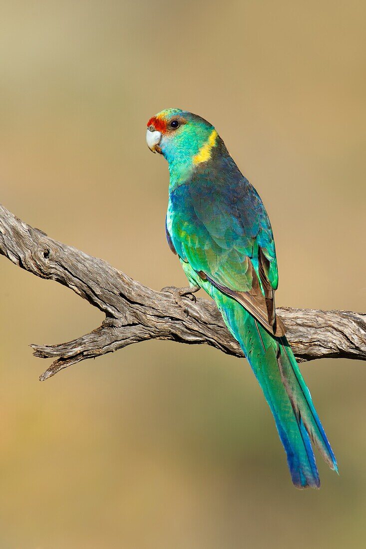 Mallee Ringneck (Barnardius zonarius barnardi), Victoria, Australia