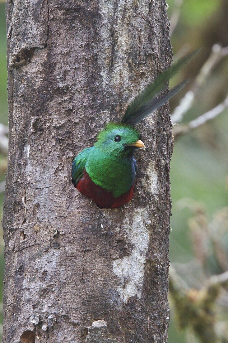 Resplendent Quetzal (Pharomachrus mocinno) male in nest hole, Costa Rica