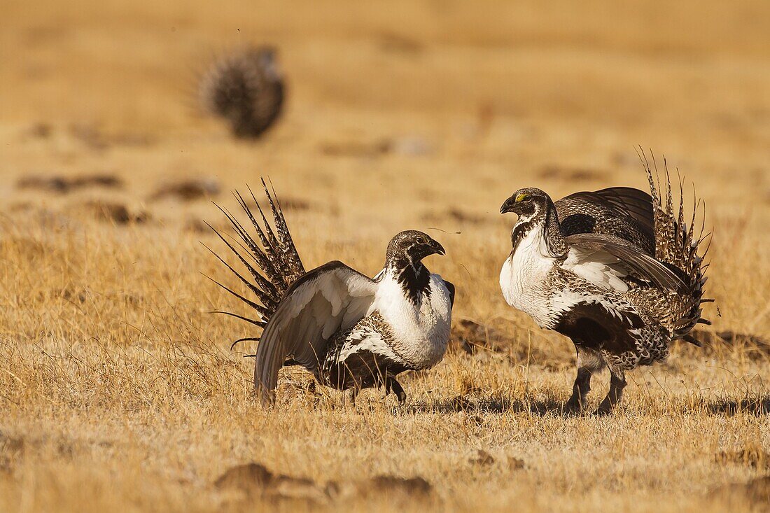 Sage Grouse (Centrocercus urophasianus) males in competition at lek, Mono County, California