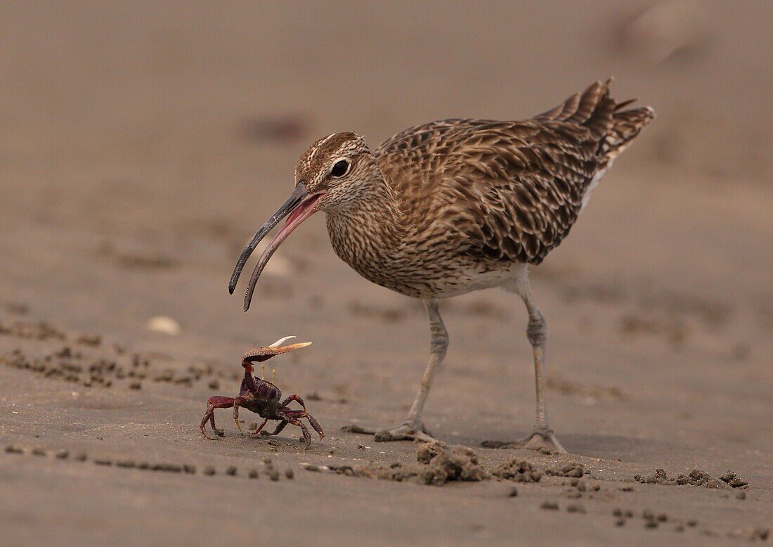 Whimbrel (Numenius phaeopus) fighting with crab prey, Gambia