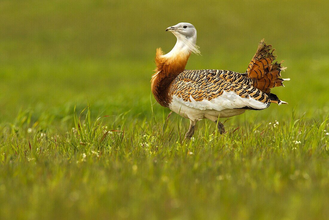 Great Bustard (Otis tarda) male, Castile-La Mancha, Spain