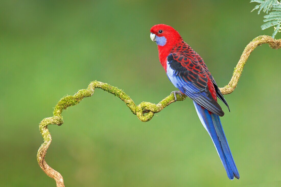 Crimson Rosella (Platycercus elegans), Victoria, Australia