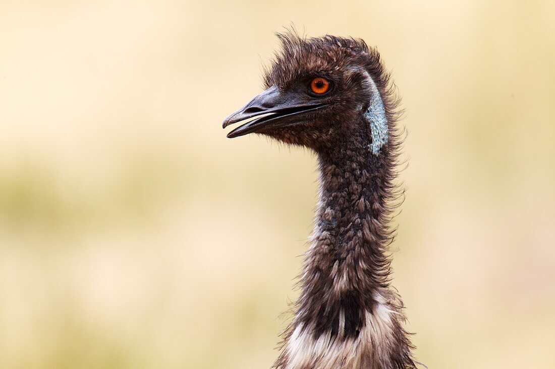 Emu (Dromaius novaehollandiae), Victoria, Australia