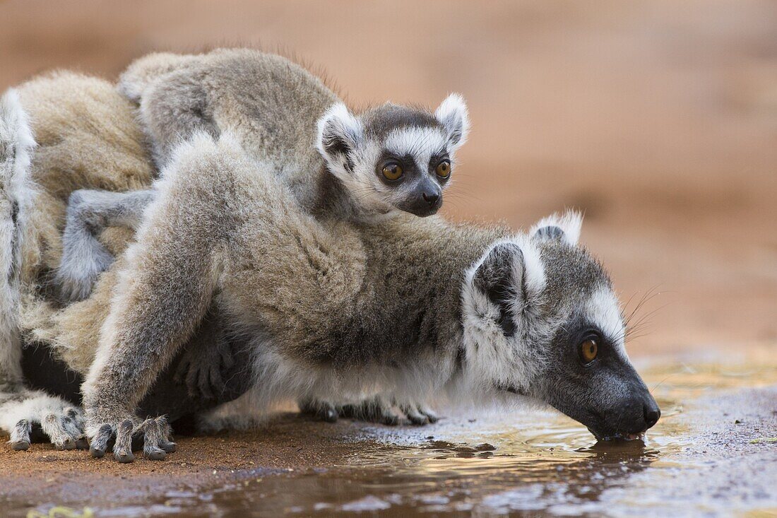 Kattas (Lemur catta) Mutter trinkend mit Baby auf dem Rücken, Berenty Privat-Reservat, Madagaskar