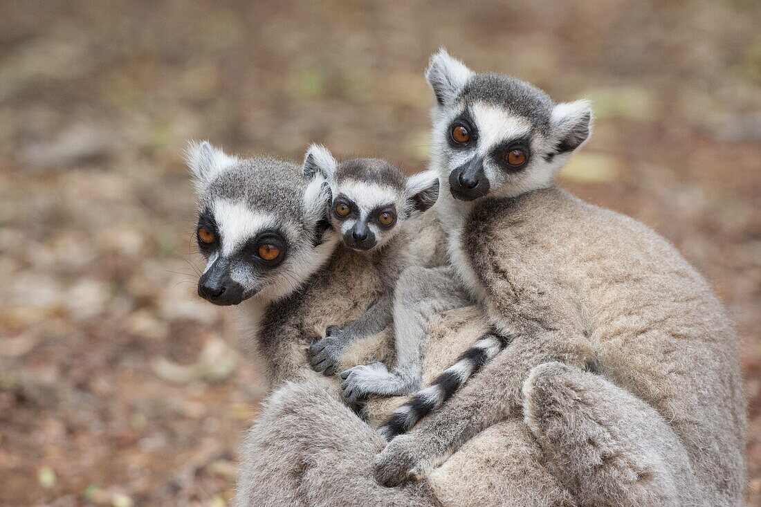 Kattas (Lemur catta) Mutter und zweiwöchiges Baby, Berenty Privat-Reservat, Madagaskar