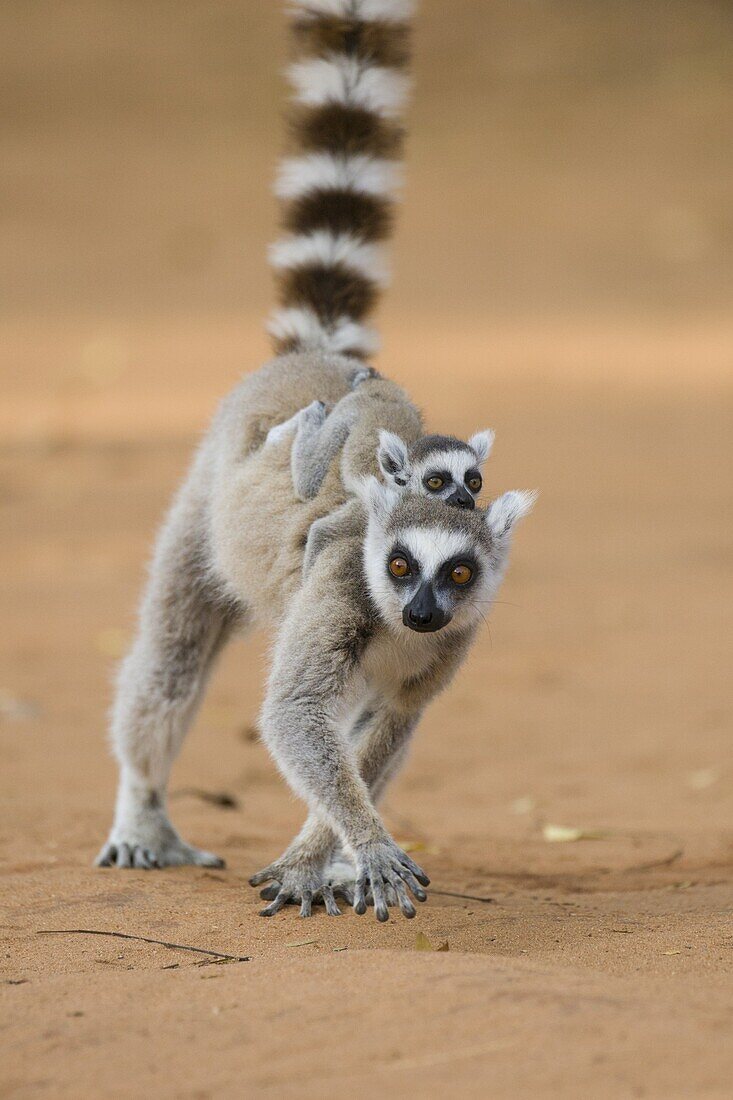 Kattas (Lemur catta) Mutter mit Baby auf dem Rücken, Berenty Privat-Reservat, Madagaskar