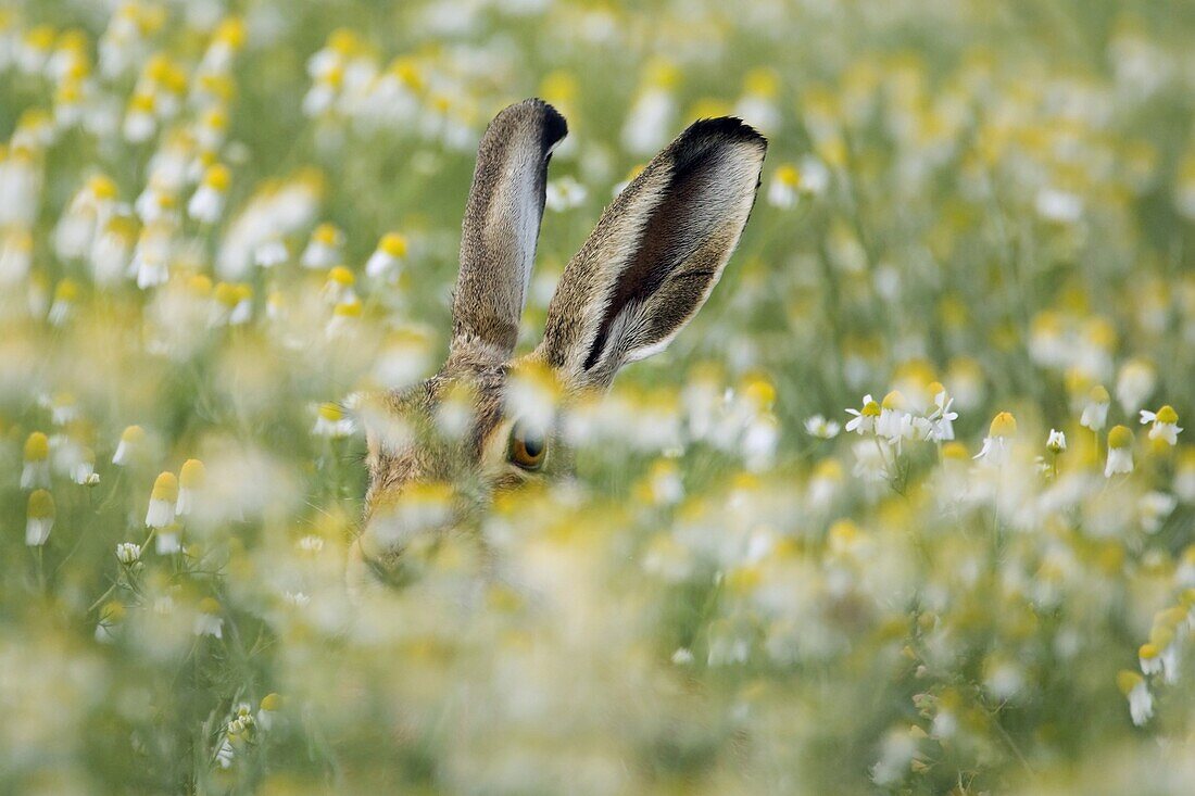 European Hare (Lepus europaeus) concealed in field, Netherlands