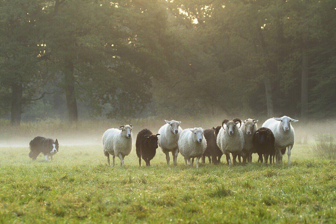 Border Collie (Canis familiaris) herding Domestic Sheep (Ovis aries) flock, Netherlands