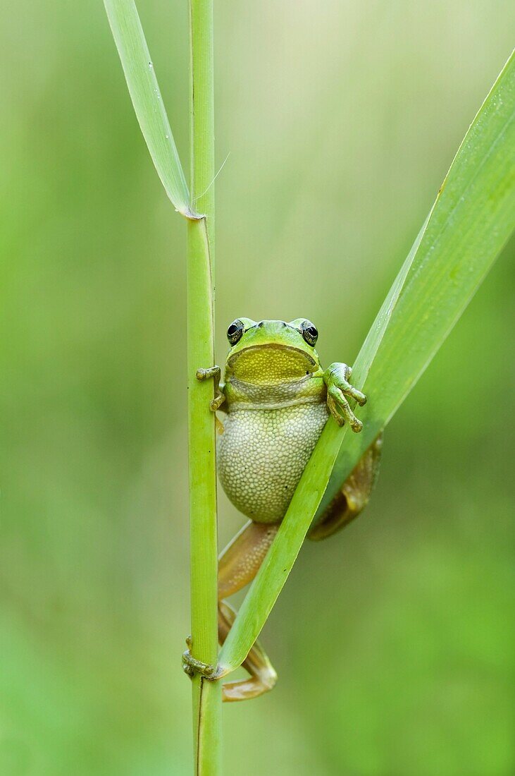 European Tree Frog (Hyla arborea), Netherlands