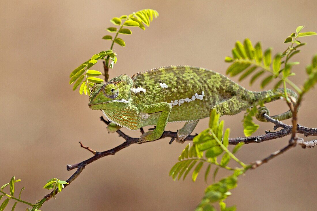 Flap-necked Chameleon (Chamaeleo dilepis) camouflaged among leaves, South Africa