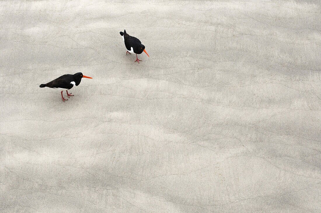 Eurasian Oystercatcher (Haematopus ostralegus) pair on beach, Germany