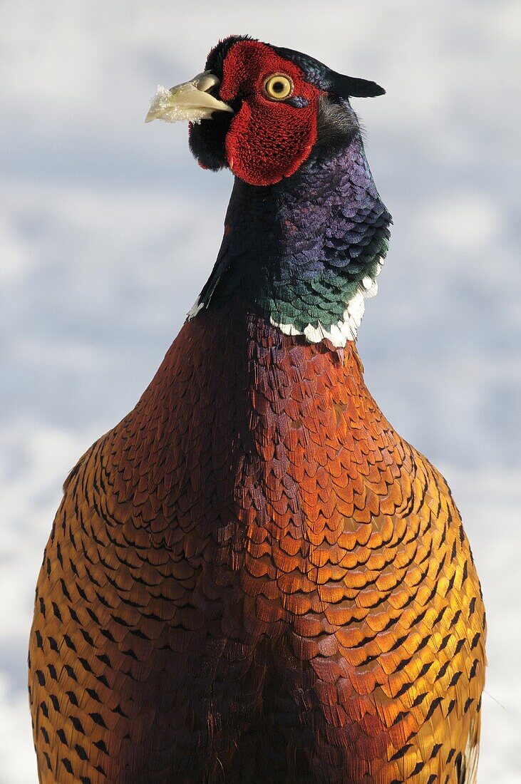Ring-necked Pheasant (Phasianus colchicus) male in snow, Netherlands