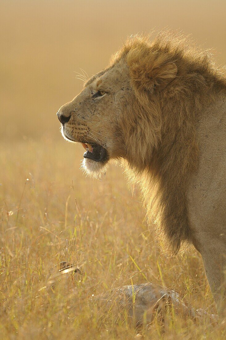 African Lion (Panthera leo) male standing over kill, Kenya