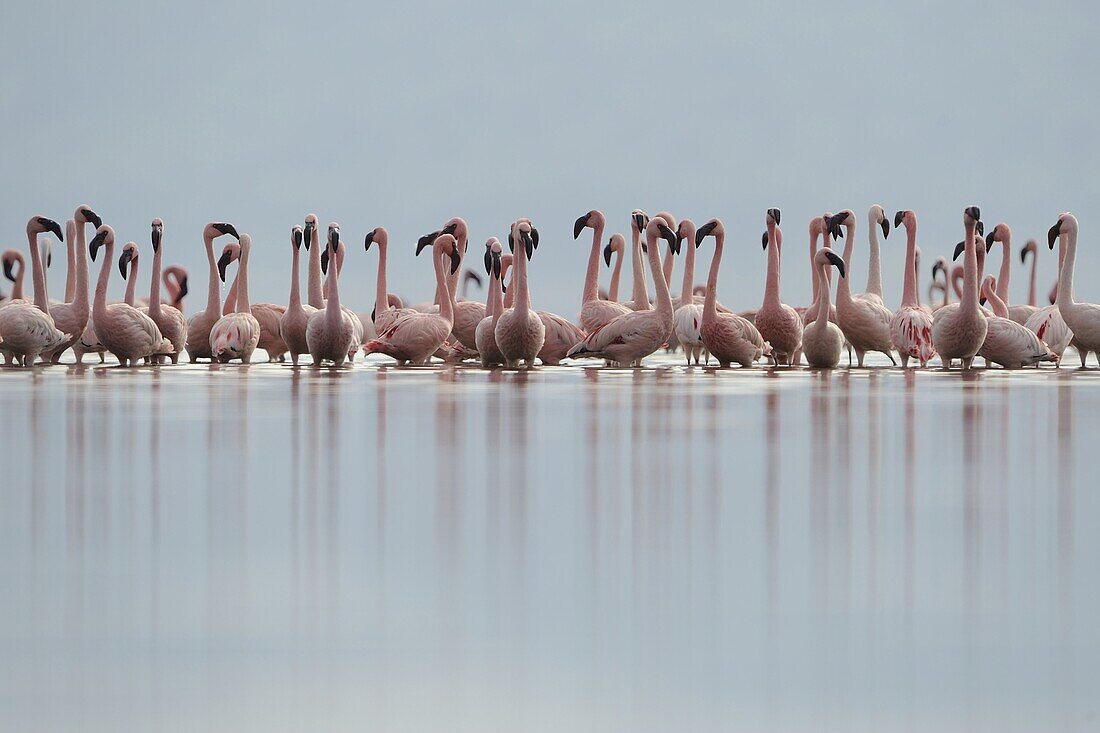Lesser Flamingo (Phoenicopterus minor) flock in lake, Kenya