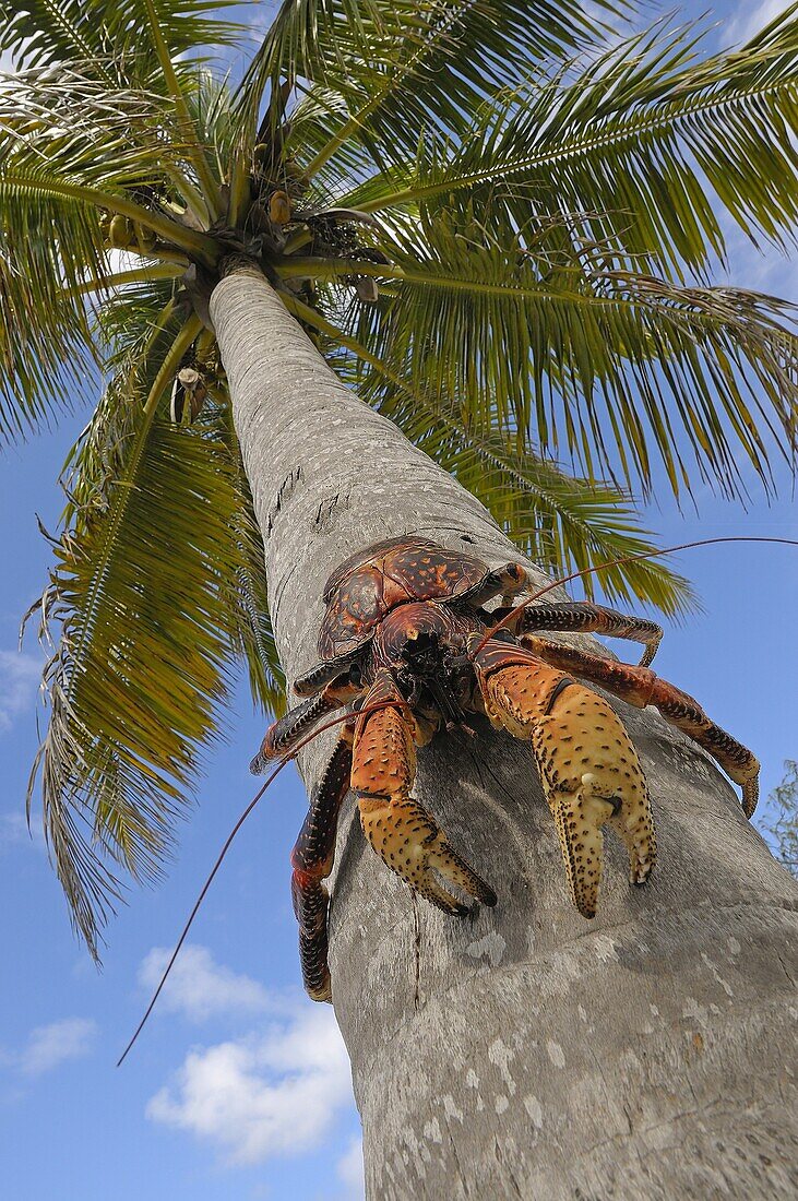 Coconut Crab (Birgus latro) in tree, largest terrestrial invertebrate capable of stripping the husk off and opening coconuts, they have also been seen cracking the extremely hard shells of macadamia nuts, Seychelles