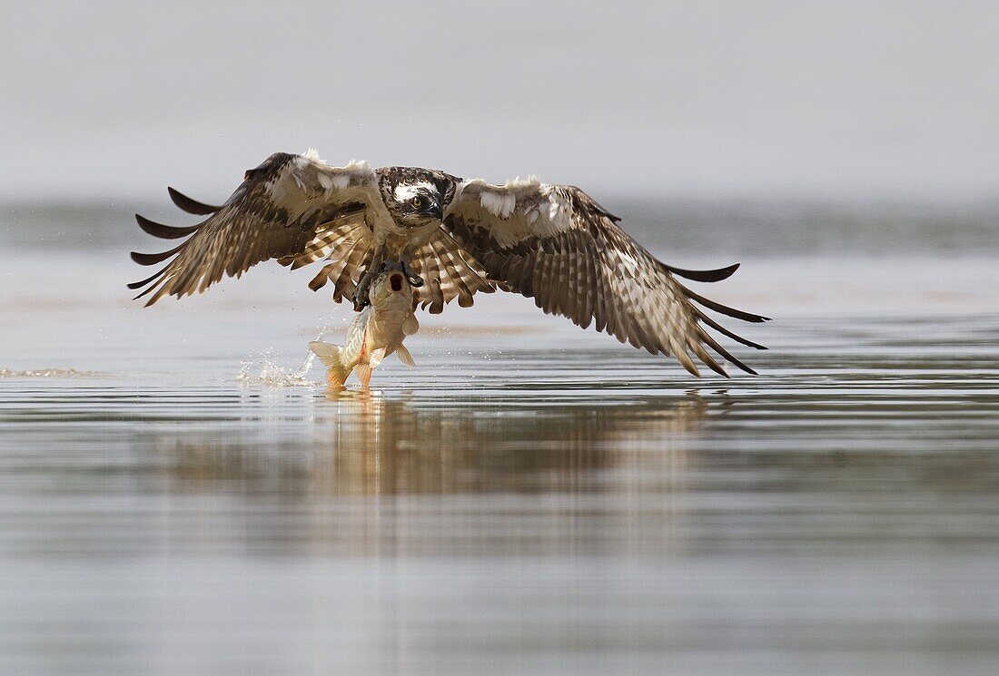 Osprey (Pandion haliaetus) catching fish, Lithuania