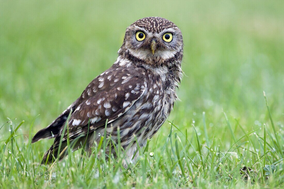 Little Owl (Athene noctua), Netherlands