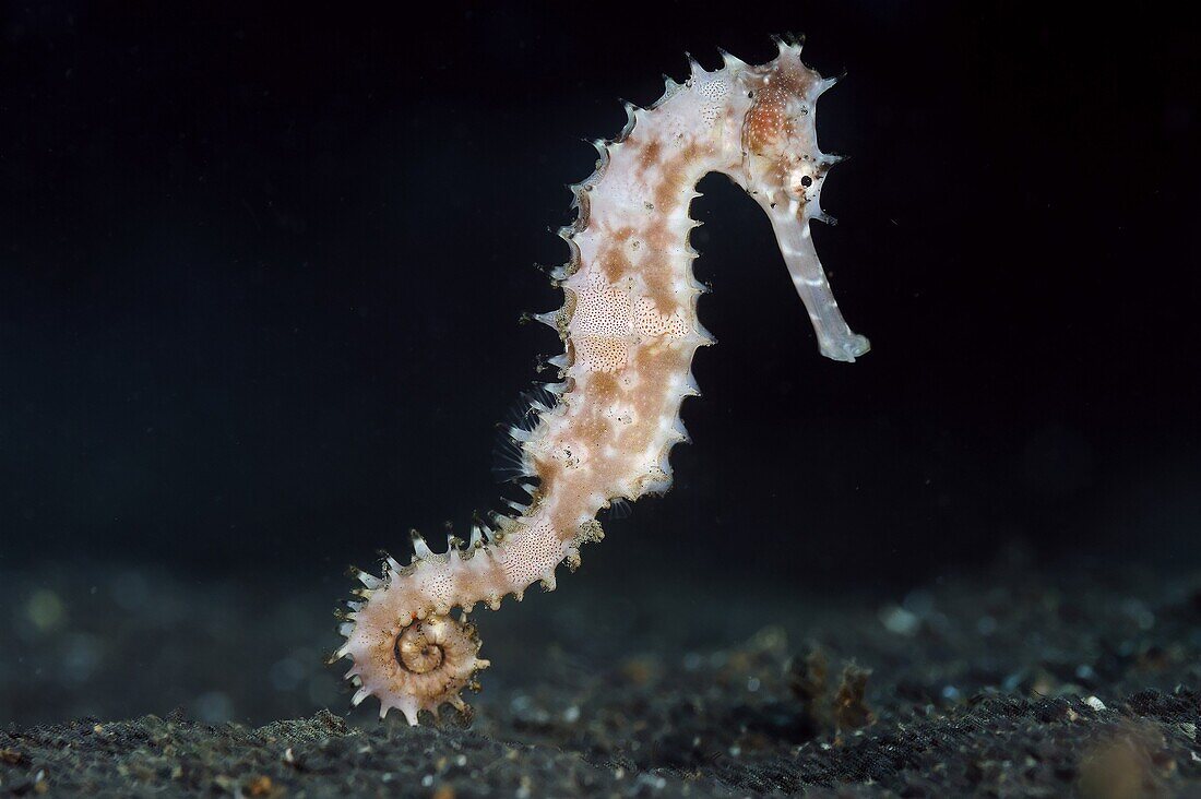 Thorny Seahorse (Hippocampus histrix), Lembeh Strait, Sulawesi, Indonesia