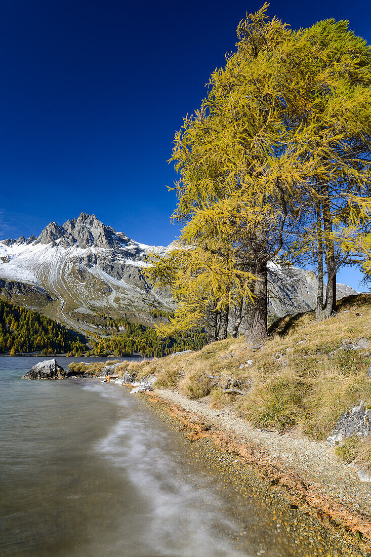 Golden larches along the shore of Lake Sils with Piz Lagrev (3164 m), Engadin, Grisons, Switzerland