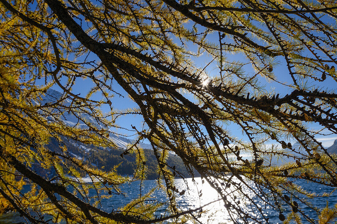 Golden larches along the shore of Lake Sils, Engadin, Grisons, Switzerland