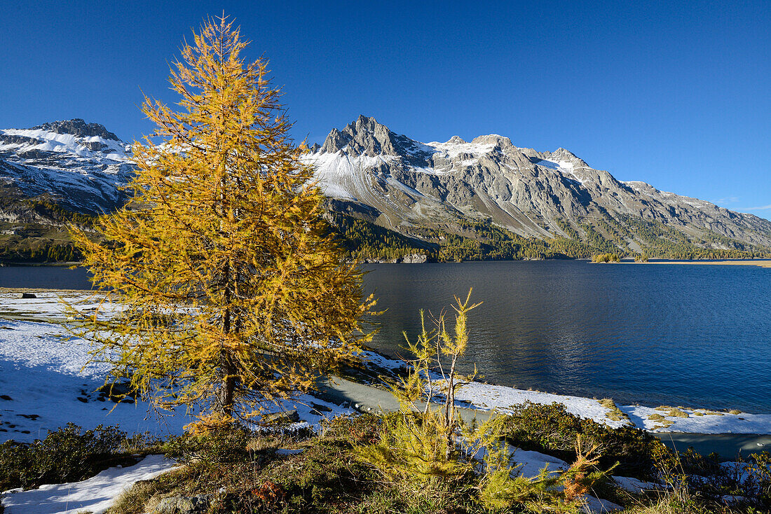 Golden larches along the shore of Lake Sils with Piz Lagrev (3164 m), Engadin, Grisons, Switzerland