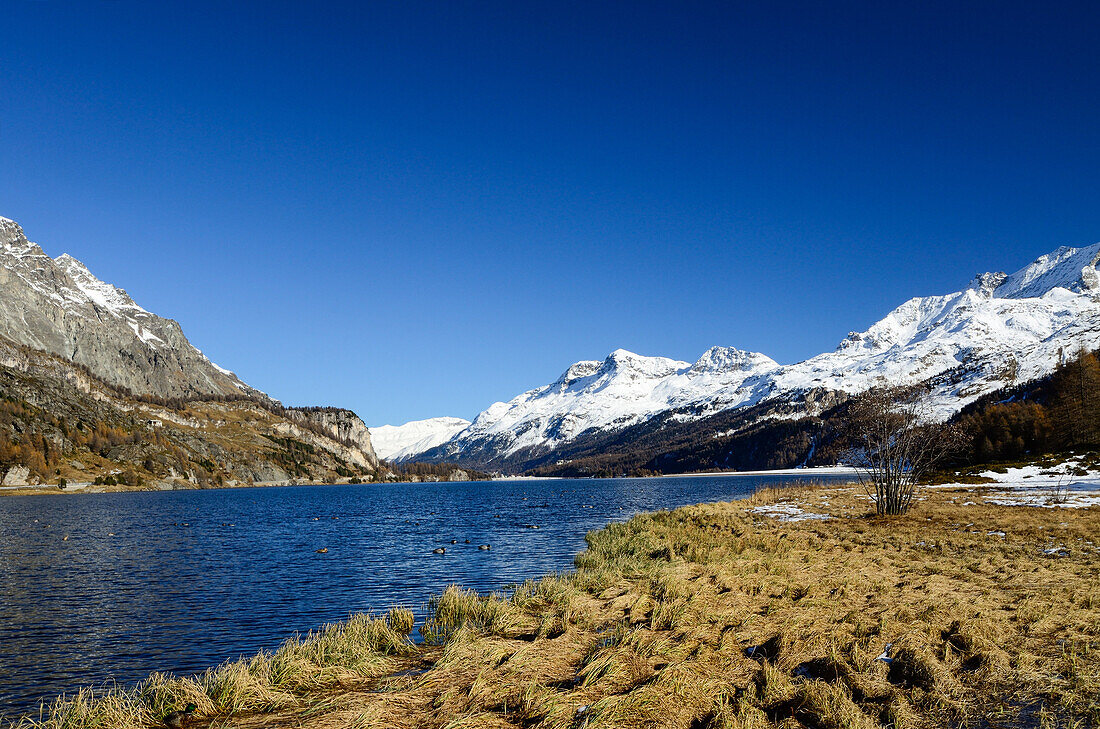 Enten am Silsersee mit schneebedeckter Rosatschgruppe, Engadin, Graubünden, Schweiz
