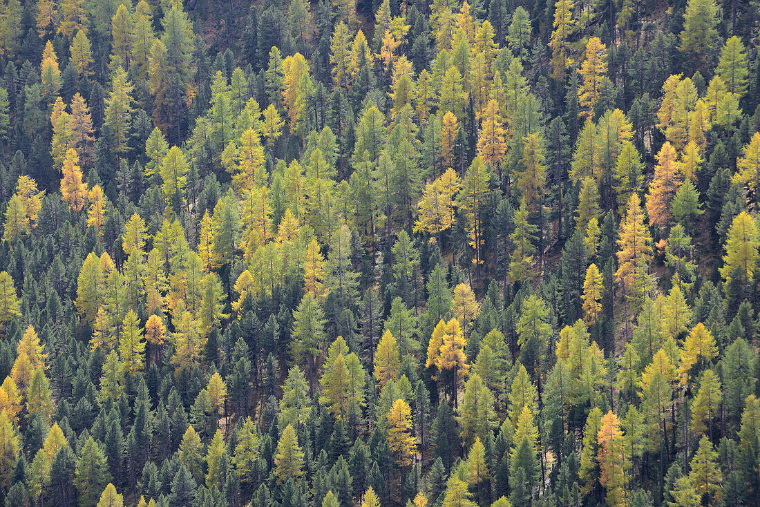 Golden larchs in autumnal mixed forest, Engadin, Grisons, Switzerland