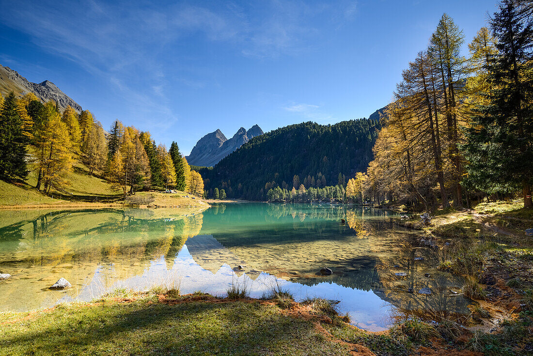 Golden larches at lake Palpuogna (1918 m) with Piz da la Blais (2930 m), Grisons, Switzerland