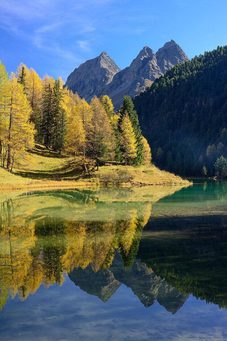 Golden larches at lake Palpuogna (1918 m) with Piz da la Blais (2930 m), Grisons, Switzerland