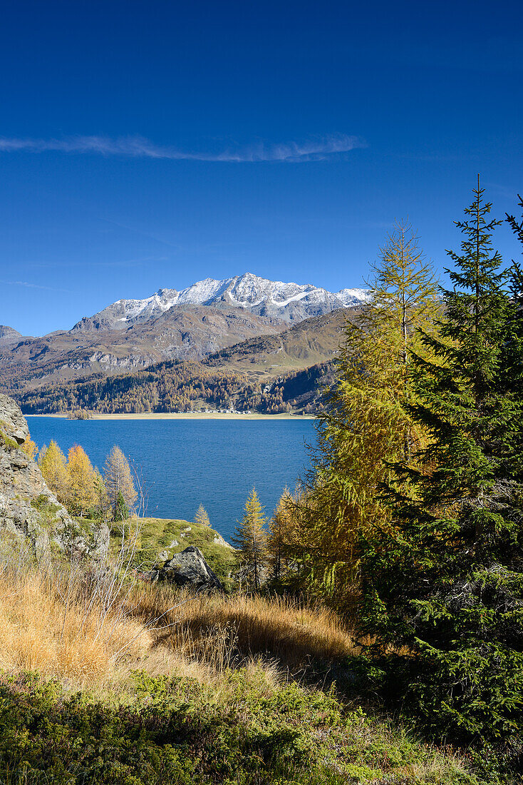 Golden larches in front of Lake Sils with the village of Isola and Piz Corvatsch (3451 m) in the background, Engadin, Grisons, Switzerland