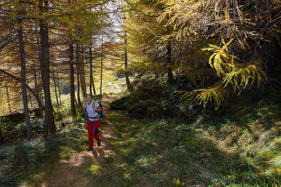 Woman hiking above Lake Sils through a colourful larch forest, Engadin, Grisons, Switzerland