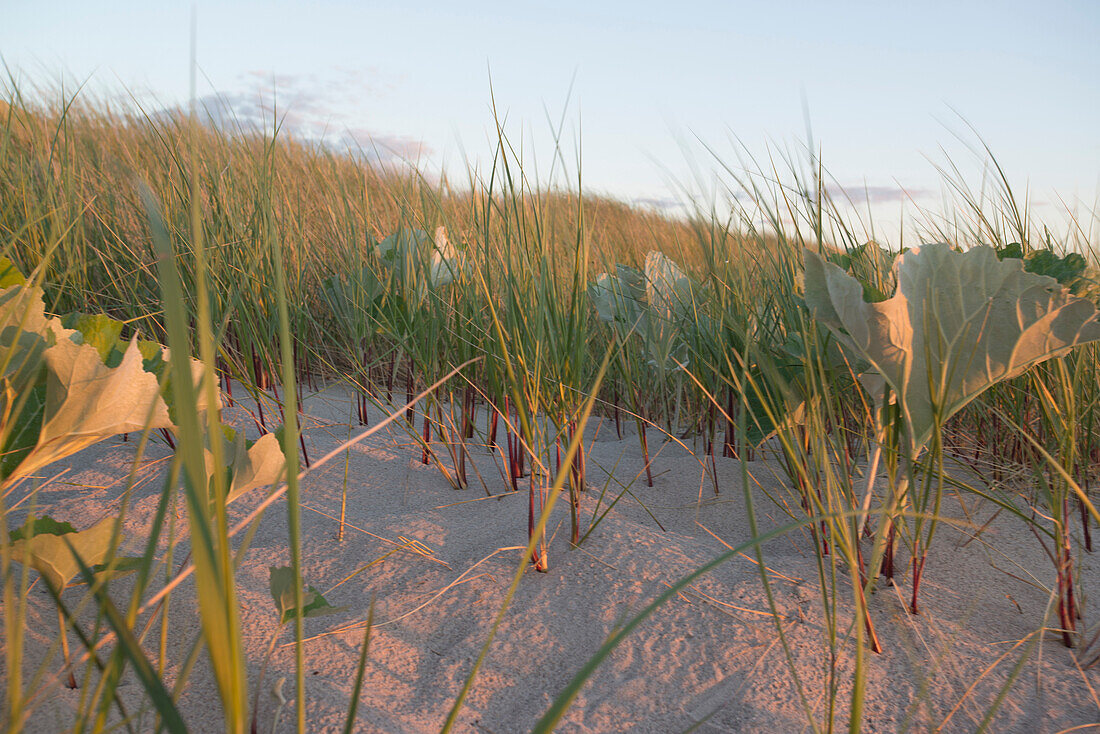 Strandgrass in den Dünen bei Ahrenshoop im Abendlicht, Nationalpark Vorpommersche Boddenlandschaft, Ahrenshoop, Fischland-Darß-Zingst, Mecklenburg Vorpommern, Deutschland