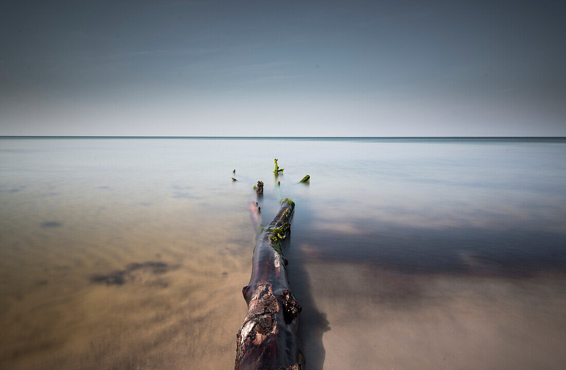 Moosbewachsener Baumstamm liegt am Weststrand, Nationalpark Vorpommersche Boddenlandschaft, Weststrand, Fischland-Darß-Zingst, Mecklenburg Vorpommern, Deutschland