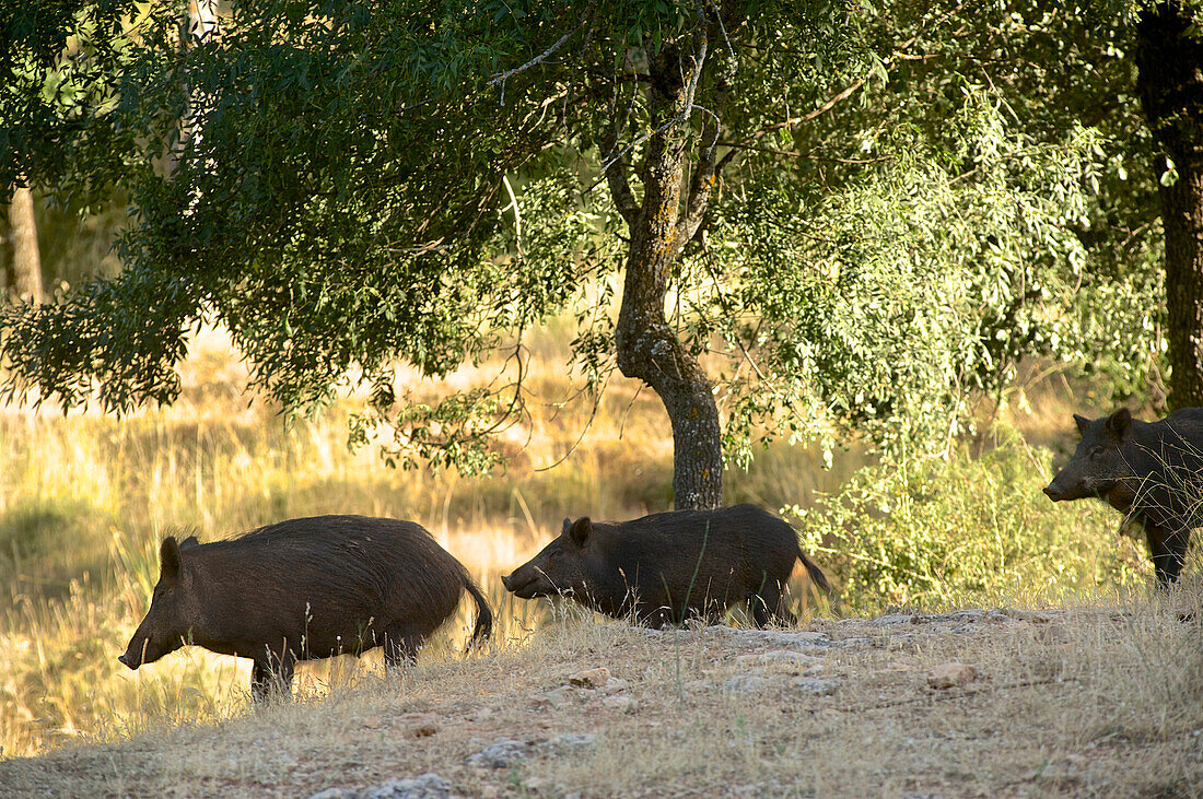 Wild boar in the Sierras de Cazorla, Segura y las Villas, Jaen province, Andalusia, Spain