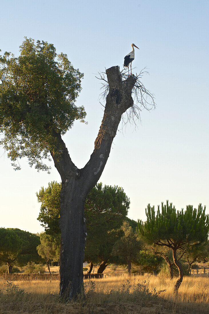 Storch auf Baum beim Besucherzentrum Acebuche, Parque Nacional Coto de Donana, Coto Donana, Provinz Huelva, Andalusien, Spanien
