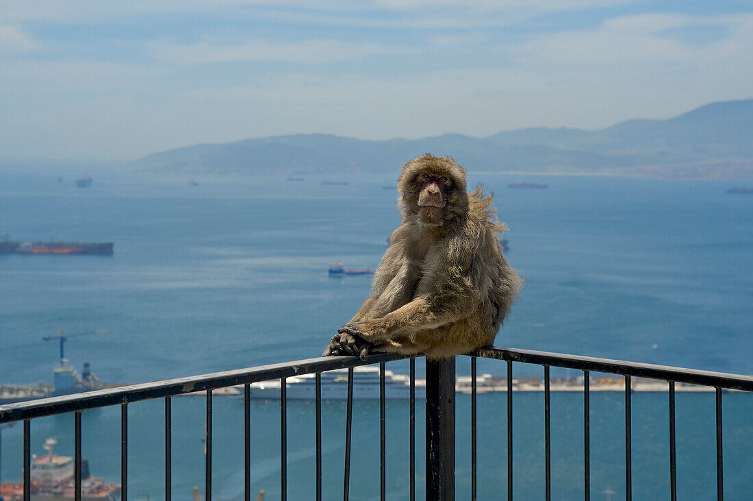 Monkey sitting on a handrail high above the sea at Gibraltar