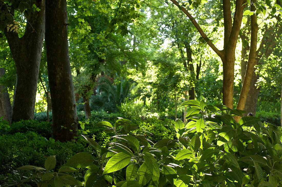 Trees and green plants in the park near the Plaza de Espana, Sevilla, Andalusia, Spain, Europe