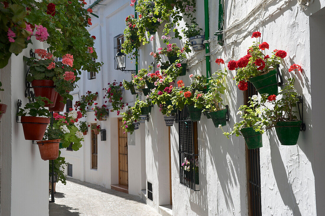 Blumentöpfe mit Geranien hängen an Hauswänden in einer weissen Gasse in Priego de Cordoba, Sierra Subeticas, Provinz Cordoba, Andalusien, Spanien