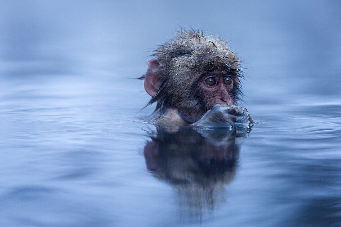 Macaque monkey in Yokoyu River, Monkey Hotsprings, Nagano, Japan.