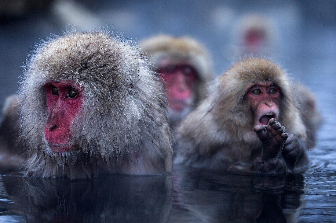 Macaque Affen mit im Yokoyu Fluss, Monkey Hotsprings, Nagano, Japan