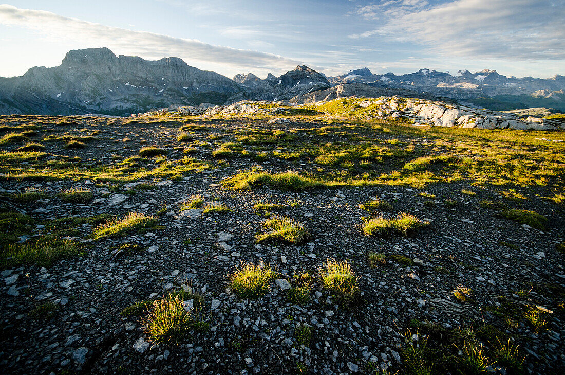 Tufts of grass and stones on the summit plateau of the mountain called Silberen, in the background the summits of the Glarus Alps, cantons of Schwyz and Glarus, Switzerland