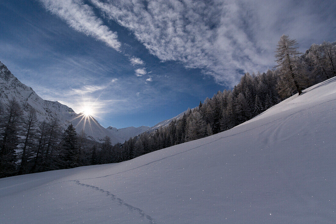 Eine Wildspur verläuft durch den Tiefschnee, im Hintergrund ein Tannenwald und die Sonne, die über einen Bergkamm im hintersten Val Ferret scheint, Walliser Alpen, Kanton Wallis, Schweiz