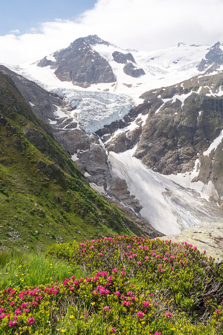 Blossoming alpine roses, behind them the Trift Glacier and the summit of Triftstoeckli, Bernese Alps, canton of Bern, Switzerland