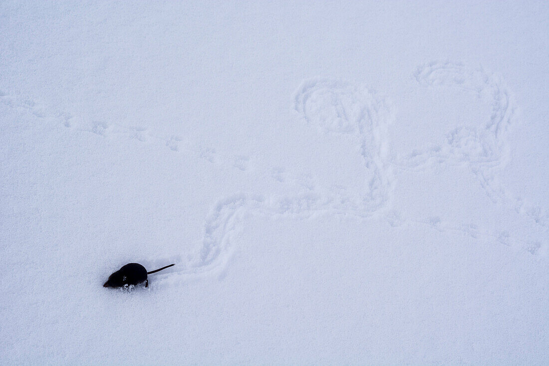 Eine tote Spitzmaus im Schnee mit ihren letzten Spuren, Lepontinische Alpen, Kanton Tessin, Schweiz
