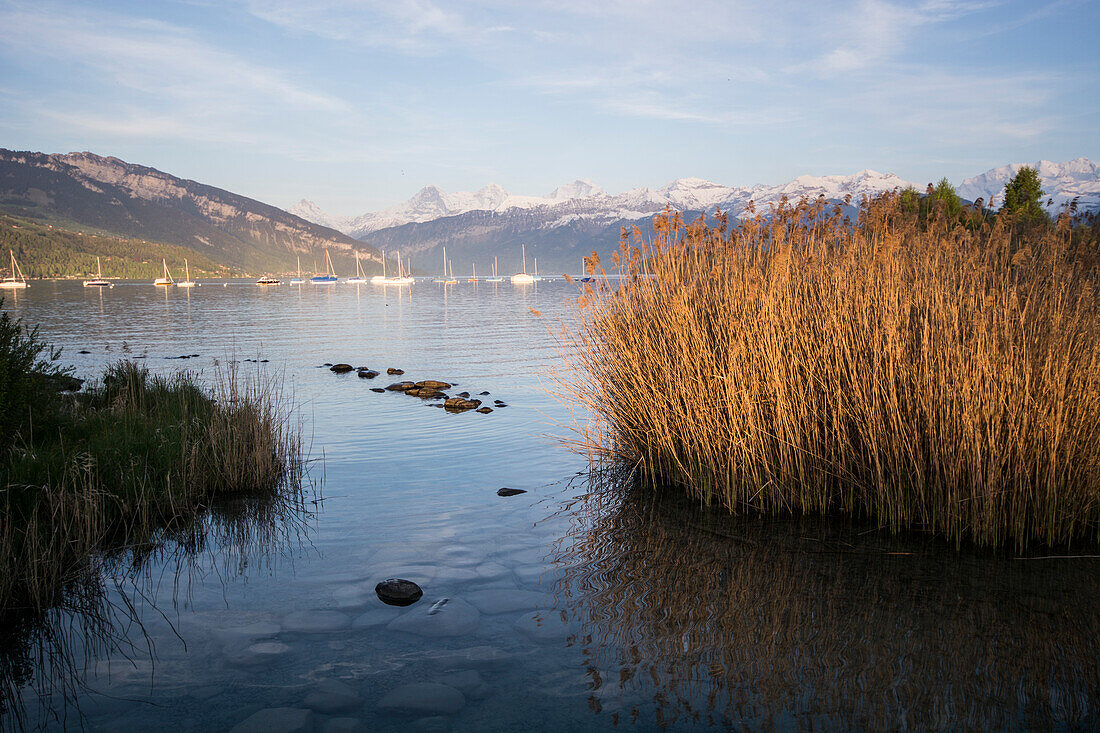 Reeds in the evening light on the shore of Lake Thun, behind some sailing boats and the mountains of Eiger, Moench and Jungfrau, city of Thun, canton of Bern, Switzerland