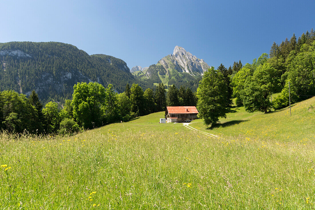 A farm house in a meadow, behind it the summit of Le Rubli, near the villages of Saanen and Rougemont, cantons of Vaud and Bern, Switzerland