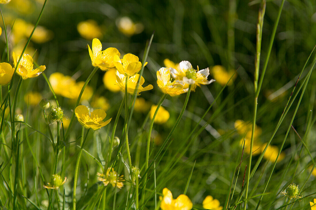 Blossoming buttercups in a green meadow, above Zermatt, canton of Valais, Switzerland