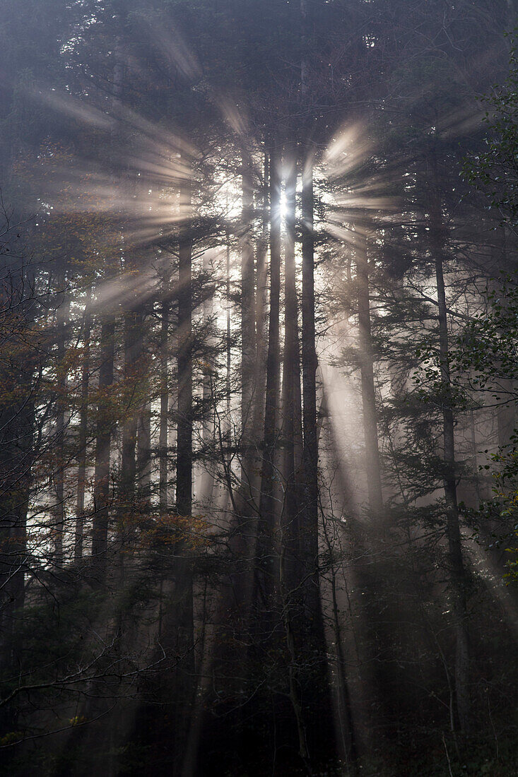 Rays of sunlight radiating through the branches of pine trees, Rigi Hochflue, Rigi Massif, foothills of Central Switzerland, canton of Schwyz, Switzerland