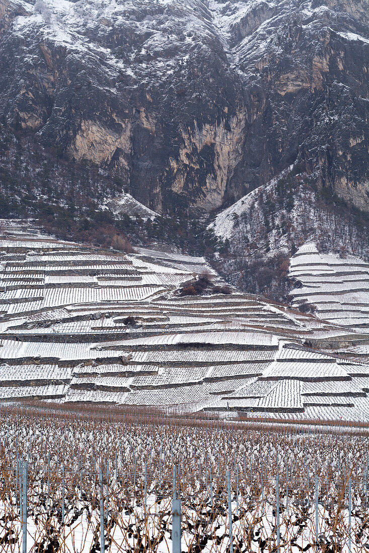 Snow-covered vineyards between the towns of Martigny and Sion, Rhone Valley, canton of Valais, Switzerland